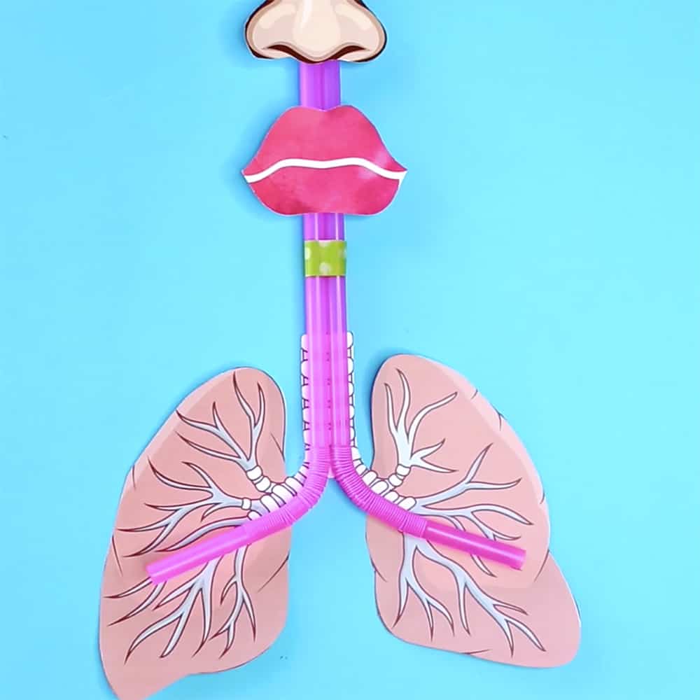 lungs-images-for-kids