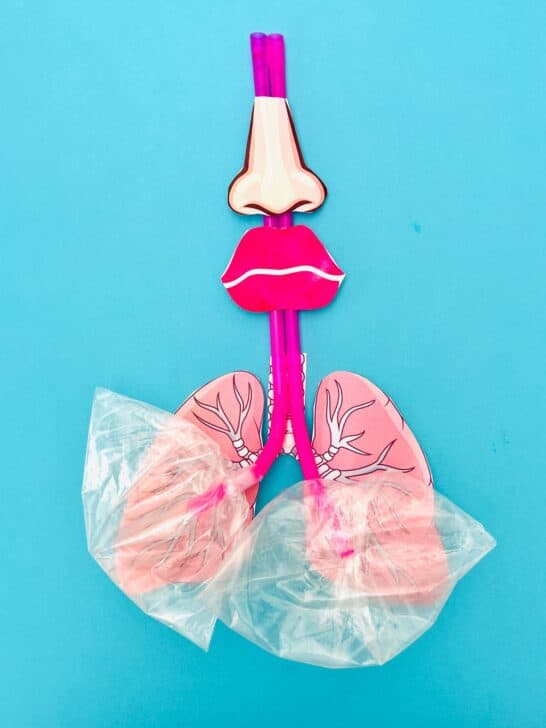 How To Make a Lung Model With Kids - Printable Template