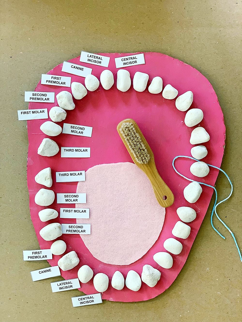 Teeth Mouth Anatomy Learning Activity Hello Wonderful 5850