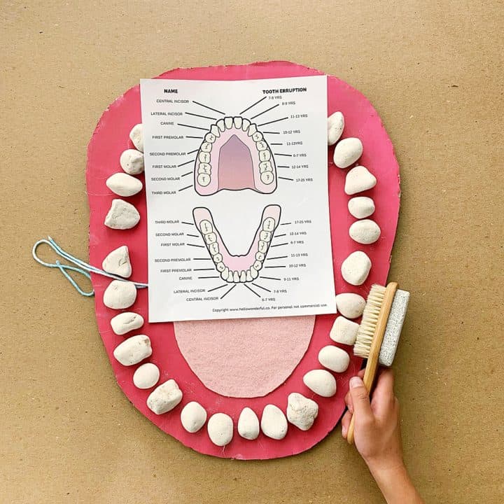 assignment 11 teeth mouth eyes and ears