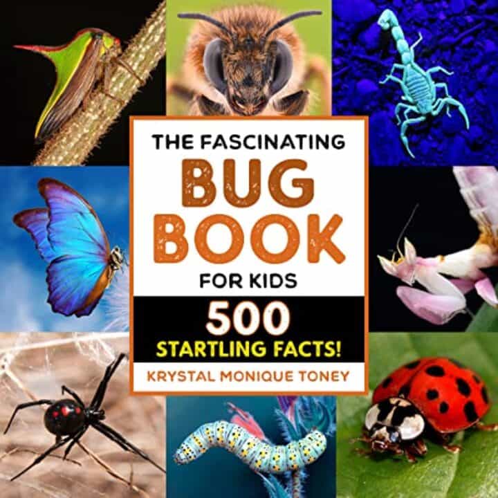 12 Exciting Bug Books For Kids